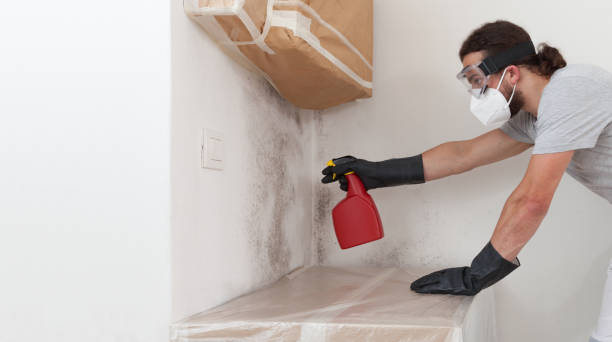 Professional Black Mold Removal technician working in White Plains, NY