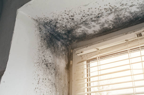 Trusted Black Mold Removal service in White Plains, NY - Cheap Mold Removal